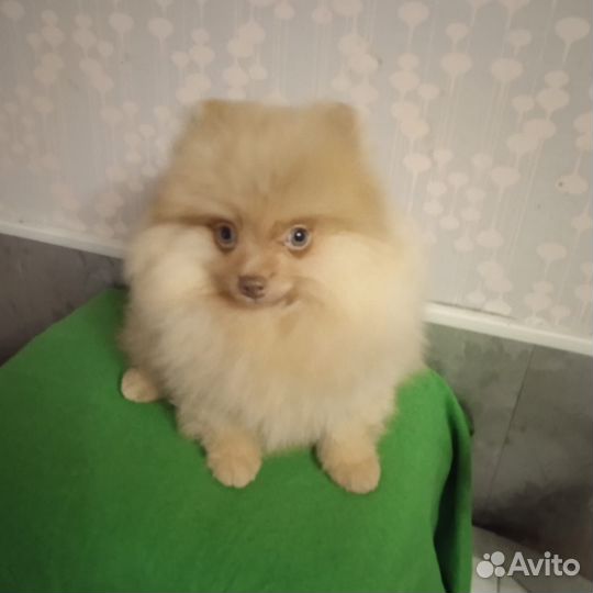 Померанский шпиц мини