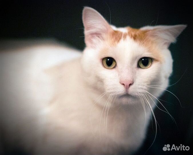 Котик бело-рыжий