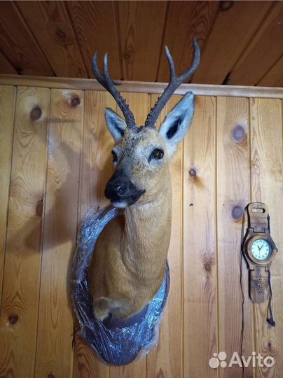 Таксидермия