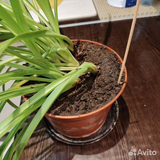 Хлорофитум