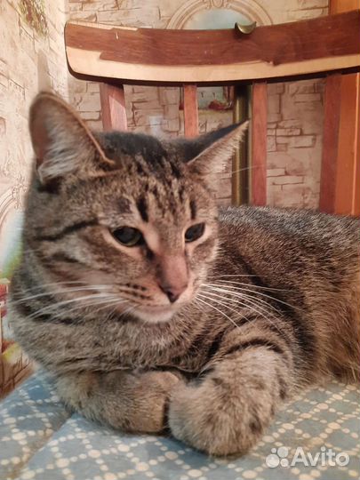 Котик Тиша ищем дом