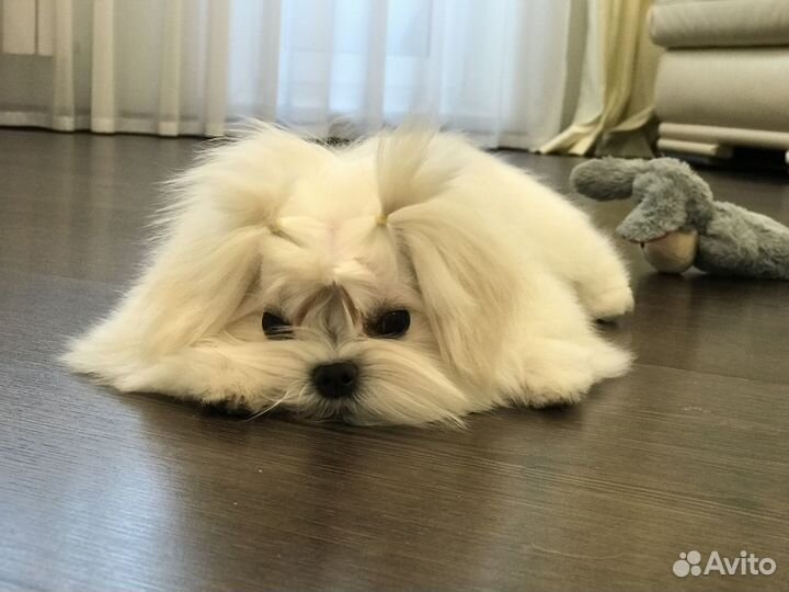 Мини мальчик мальтезе