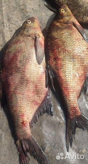 Свежая рыба