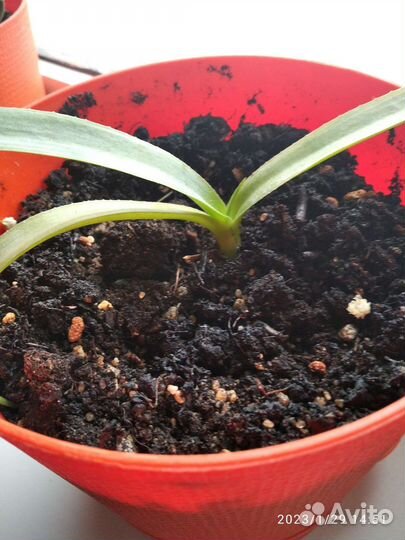 Агава Виктория регинае