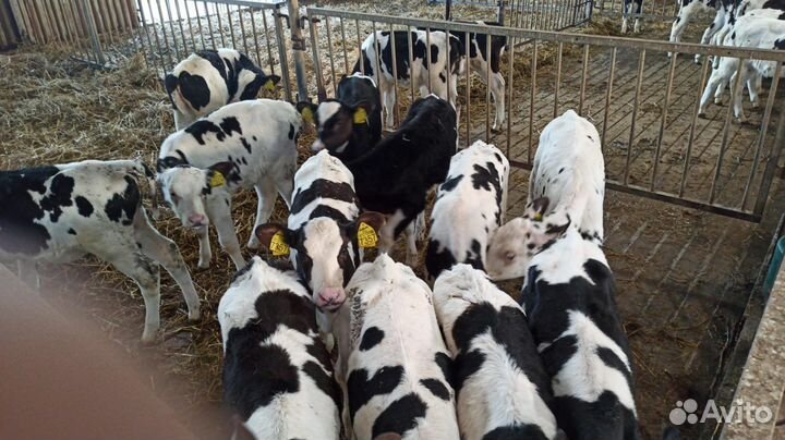 Телята мясной породы бычки