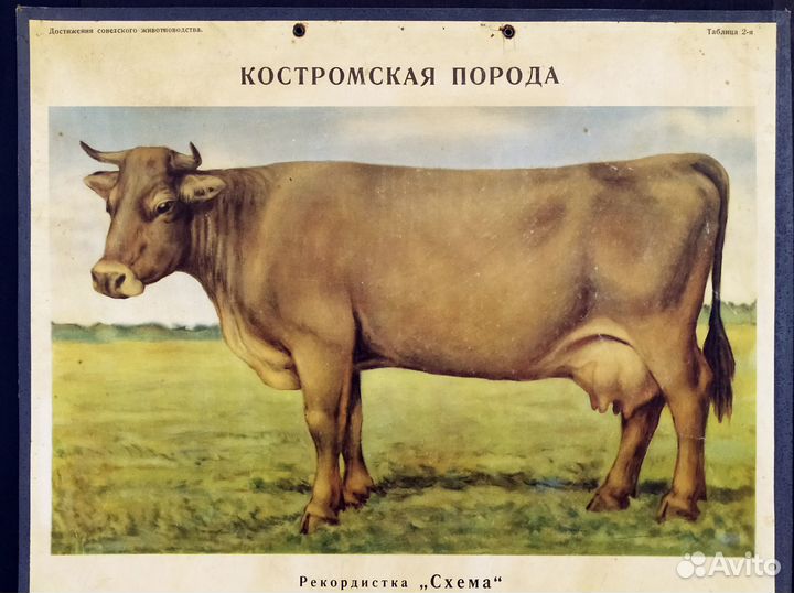 Плакат 1949г животноводство 83х59см картон СССР