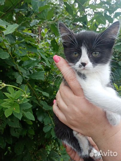 Котенок