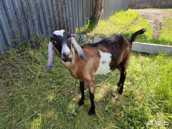 Коза дойная