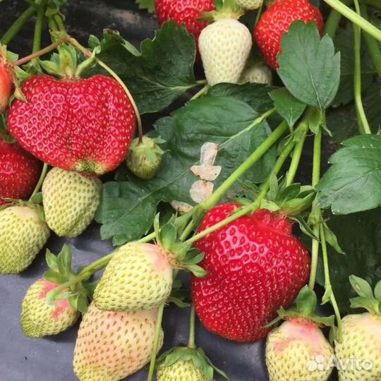 Саженцы крупноплодной клубники Кисс Неллис