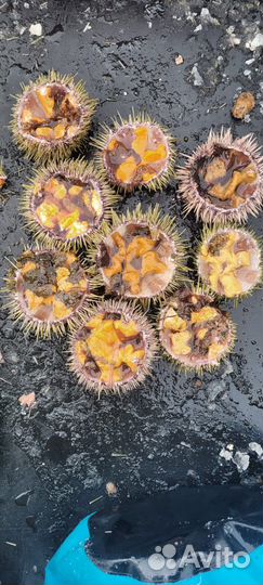 Морской еж,живой.И другие морепродукты