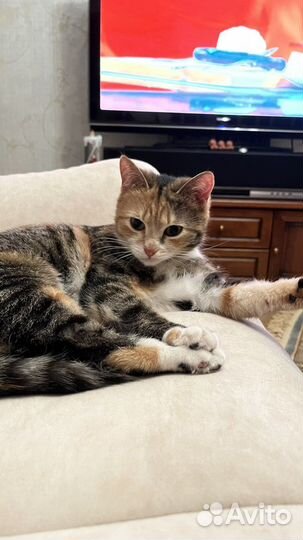 Кошки 1 годик