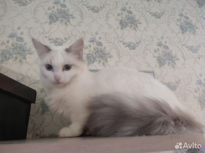 Котёнок Манчкин