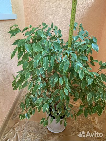 Фикус бенджамина