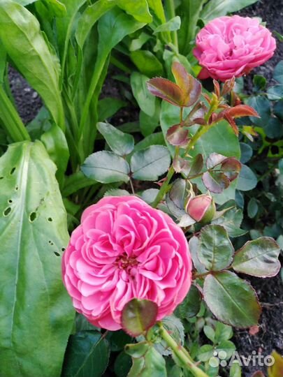 Гортензия крупнолистная саженцы