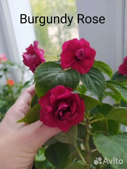 Бальзамины