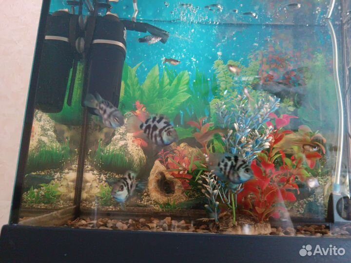 Рыбка сапфировый попугай