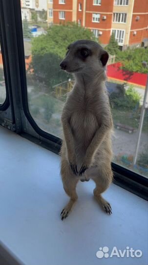 Вязка суриката