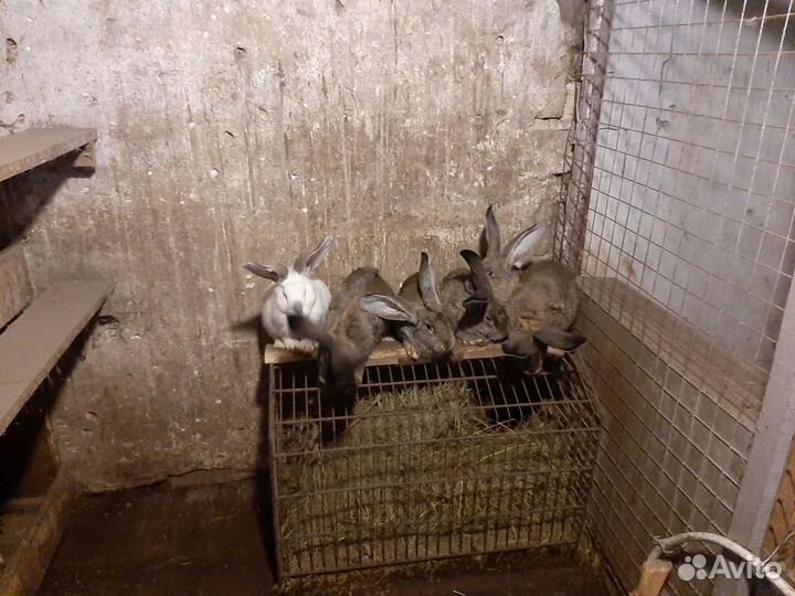 Продам кроликов