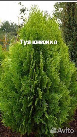 Туя книжка, ива никиши, можжвельник