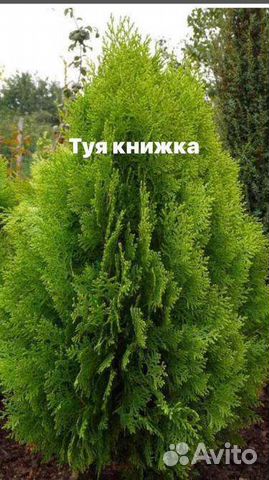 Туя книжка, ива никиши, можжвельник