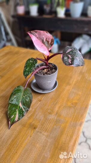 Филодендрон Розовая принцесса