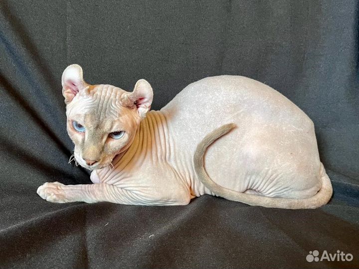 Мини пума, мальчик эльф в любимцы