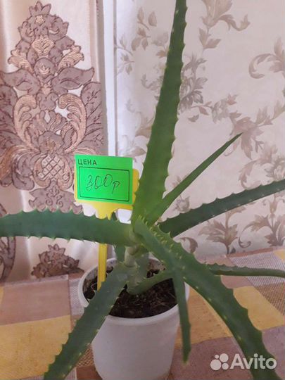 Руэллия садовая