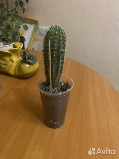 Кактус, пеперомия,хлорофитум