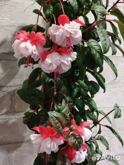 Черенки фуксии