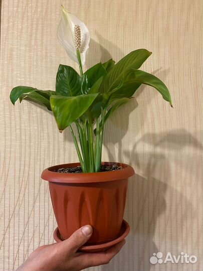 Спатифиллум (Женское счастье)