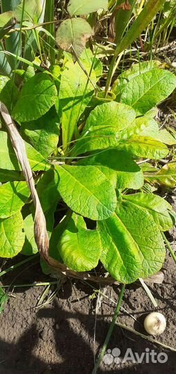 Малина тибетская саженцы