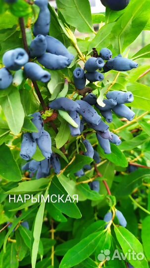 Саженцы жимолости