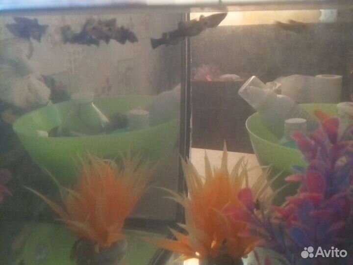 Аквариумные рыбки