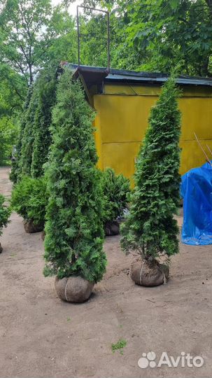 Туя смарагд экстра класса