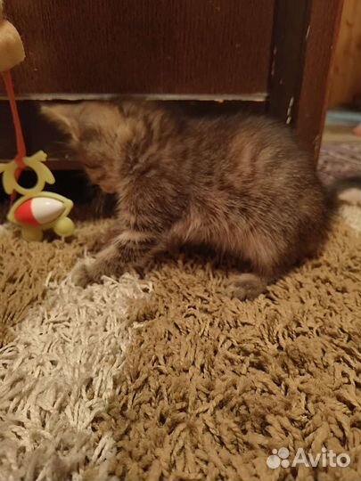 Котенок в дар бесплатно