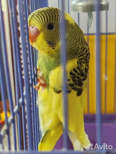 Волнистый попугай