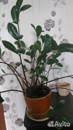 Молочай,хойя,фикус,сингониум,замиокулькас