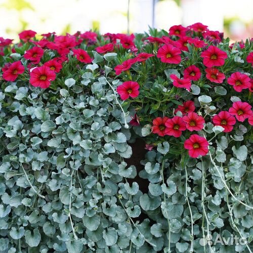 Плектрантус, дихондра, лизимахия, хедера, будра