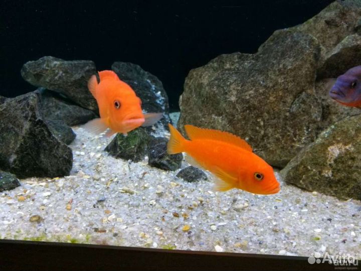 Взрослые малавийские цихлиды группы Утака и Мбуна