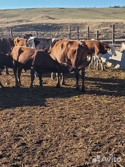 Продам крс. Скот
