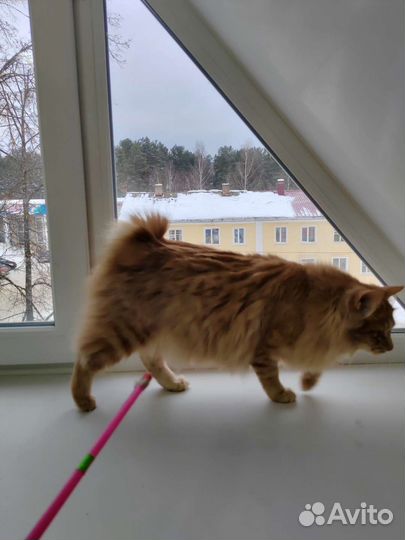 Котята курильские Бобтейлы