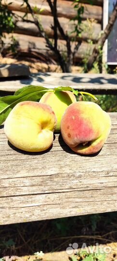 Персик морозостойкий саженцы