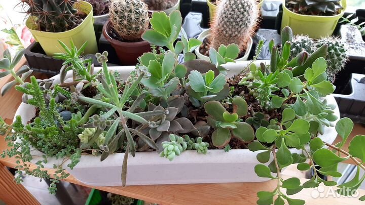 Большой суккулентный садик