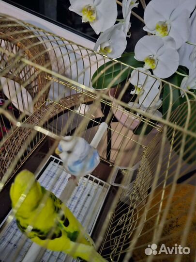 Пара попугаев волнистых с клеткой