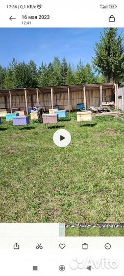 Улей с пчелами