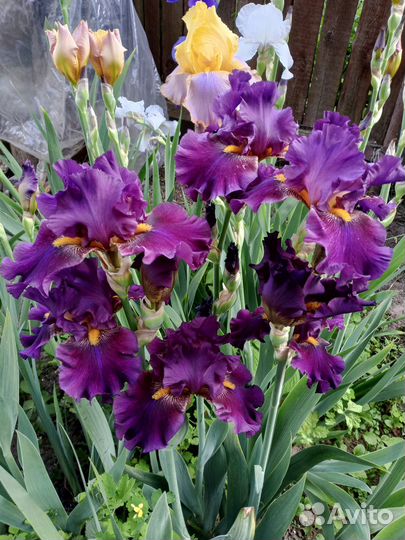 Ирисы бородатые сортовые