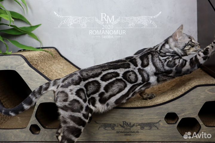 Бенгальский котенок серебрянного окраса