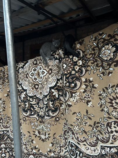 Русская голубая