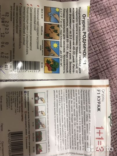 Рассада огурцов и базилика