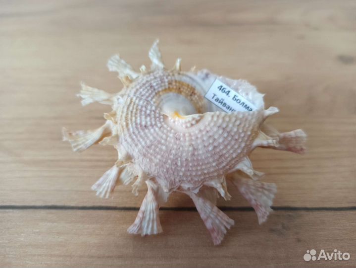 Морская раковина